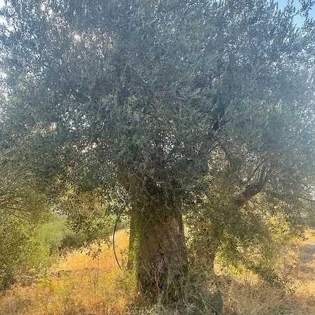 Il Casale Del Conte Lucente Cerchiara di Calabria